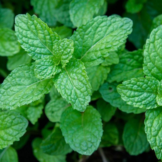 Peppermint | 3 or 6 1L Pots
