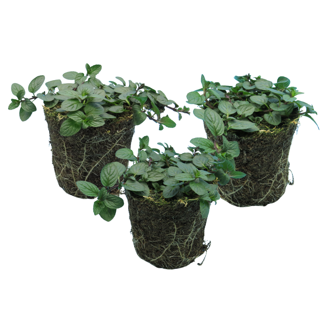 Peppermint | 3 or 6 1L Pots