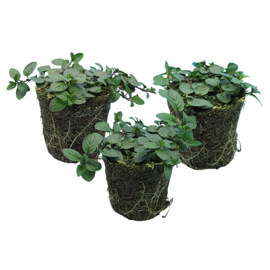 Peppermint | 3 or 6 1L Pots