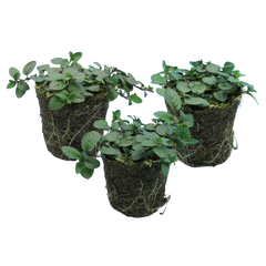 Peppermint | 3 or 6 1L Pots