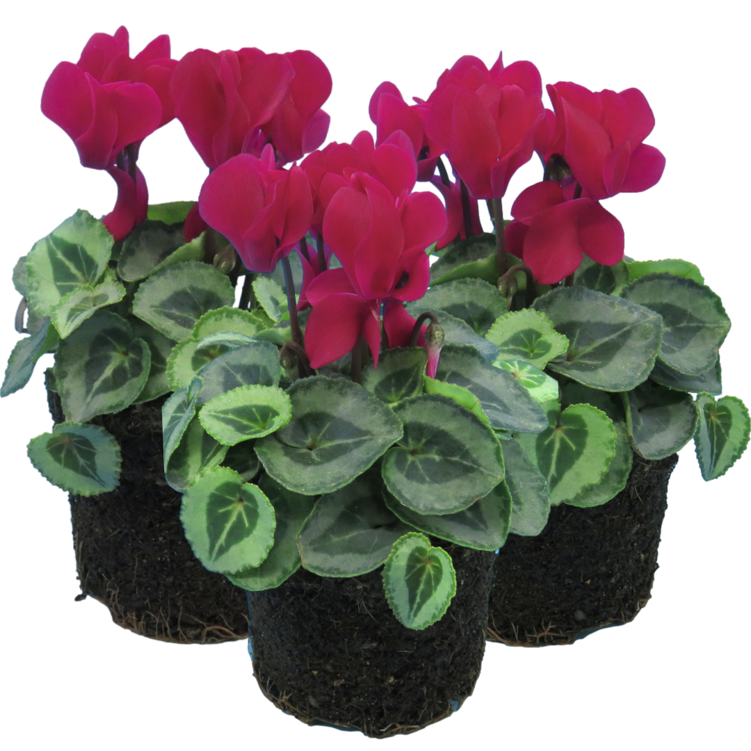 Cyclamen Silver Leaf Magenta | 3 or 6 1L Pots