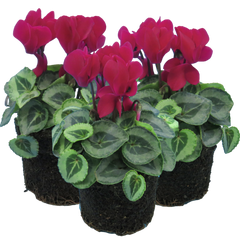 Cyclamen Silver Leaf Magenta | 3 or 6 1L Pots