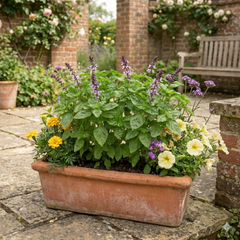 Set of 3 or 6 Basil Tauris Fresh Live Herb Plants, Aromatic Culinary Basil for Cooking & Kitchen Garden, 1 Litre Root Ball