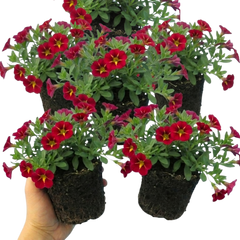 Set of 3 or 6 Large Plants - Calibrachoa Cabaret Red Kiss, Outdoor Garden Ready