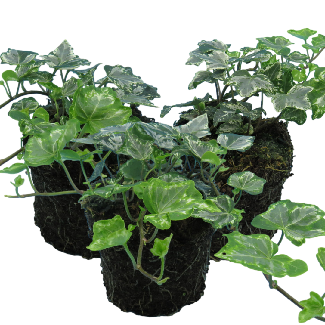 Hedera Helix Silver Variegated | 3 or 6 1L Pots