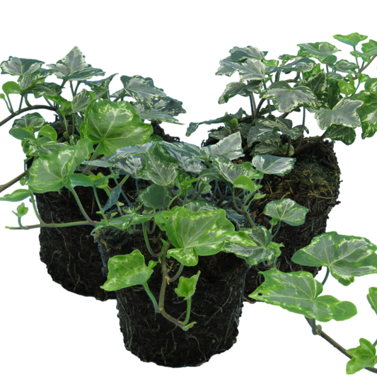 Hedera Helix Silver Variegated | 3 or 6 1L Pots