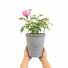3Ltr Pink Patio Rose Bush, Outdoor Garden Ready, Pots