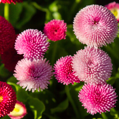 Bellis Rose | 3 or 6 1L Pots