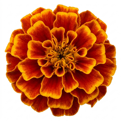 1 Large Plant - Marigold Durango Bolero, Ready to Plant in Your Garden, 2L Pot