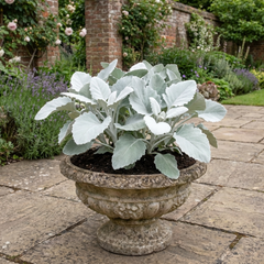 Senecio Angel Wings Plant, Hardy Silver Foliage Perennial, Outdoor Garden Ready, 2L Root-Ball