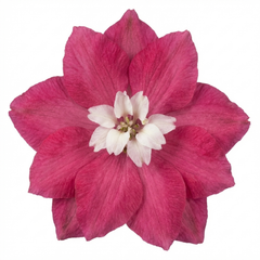 1 Delphinium Magic Fountains Deep Rose White Bee Plant, Hardy Garden Perennial, 2L Root Ball