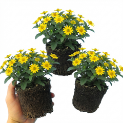 3 Large Plants - Sanvitalia Santiago Bright Yellow, Outdoor Garden Ready