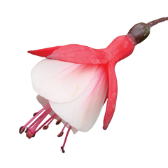 Fuchsia Diva Cherry and White | 3 or 6 1L Pots