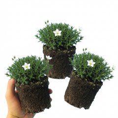 Arenaria Ronda, Ready to Plant in Your Garden, 1L