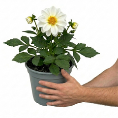 1 Dahlia Maggiore White Live Plant, Summer Flowering Outdoor Garden Ready, 3 Litre Root Ball