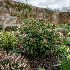 Viburnum Tinus Evergreen Privacy Hedge Plants, Hardy Winter Flowering Garden Shrub, Outdoor Garden Ready, 1 Litre Root-Ball