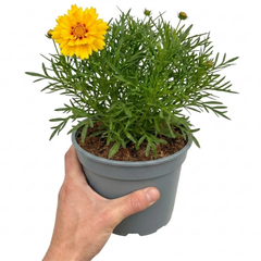 1 Coreopsis Solar Fancy Hardy Perennial Plant, Bee Friendly Summer Flowering, 3 Litre Root-Ball