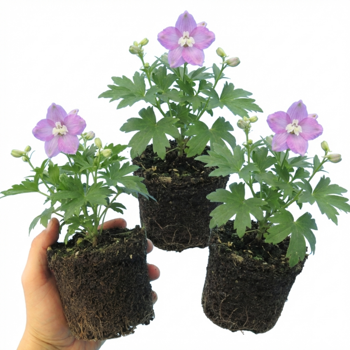 Delphinium Lilac Rose White Bee Hardy Perennial Plants, Summer Flowering Cottage Garden Plants, Outdoor Garden Ready, 1 Litre / 11cm Root-Ball