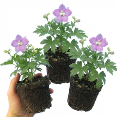 Delphinium Lilac Rose White Bee Hardy Perennial Plants, Summer Flowering Cottage Garden Plants, Outdoor Garden Ready, 1 Litre / 11cm Root-Ball