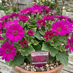 Senetti Magenta, Outdoor Garden Ready, 2L Pot