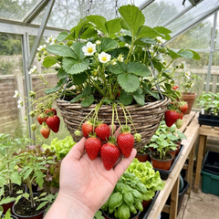 Strawberry Delizz Variety, Outdoor Garden Ready, 1L