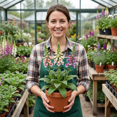 3 Large Plants - Foxglove Foxy Mix, Ready to Plant in Your Garden, 1L Rootballs