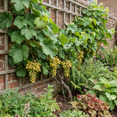 1 Large Plant - Grape Vitis Victoria White, Outdoor Garden Ready, 3L Pot