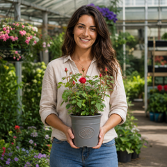 3Ltr Red Patio Rose Plant in Nursery Pot, Outdoor Pots