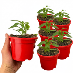 Sweet Pepper Snack Red, Ready to Plant in Your Garden