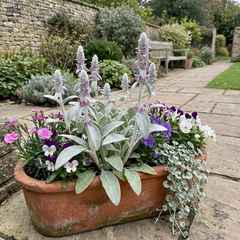 3 Stachys Byzantina Lamb's Ear Plants, Hardy Silver Leaf Perennial Ground Cover, 1Ltr Root Ball