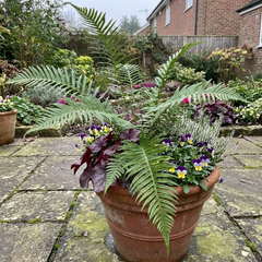 Dryopteris Linearis Polydactyla Male Fern Plants, Hardy Shade Loving Perennial Ferns, Garden Ready, 1 Litre Root-Ball