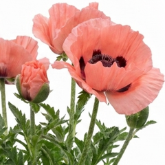 1 Oriental Papaver Waltzing Elisabeth, Hardy Perennial Poppy Plant, 19cm Root Ball