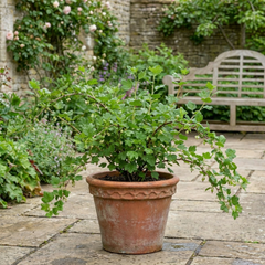 Green Gooseberry Bush, Hardy Self Fertile Fruit Plant, Outdoor Garden Ready, 5 Litre Root Ball