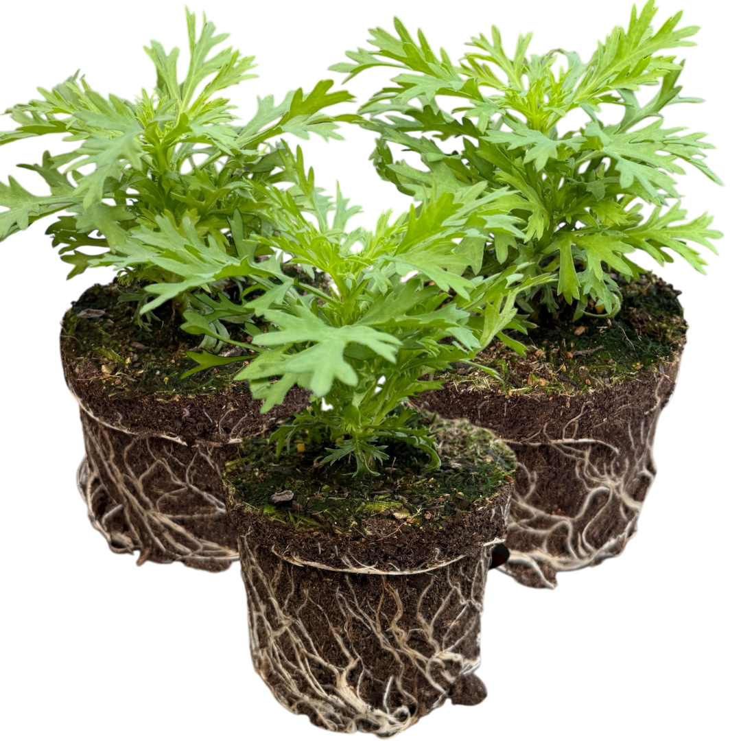 Argyranthemum Madeira Red | 3 or 6 1L Pots