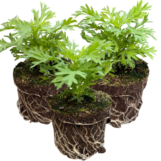 Argyranthemum Madeira Red | 3 or 6 1L Pots
