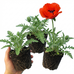 Papaver Orientale Brilliant Red Poppy Plants, Hardy Perennial, Outdoor Garden Ready, 1 Litre Root-Ball