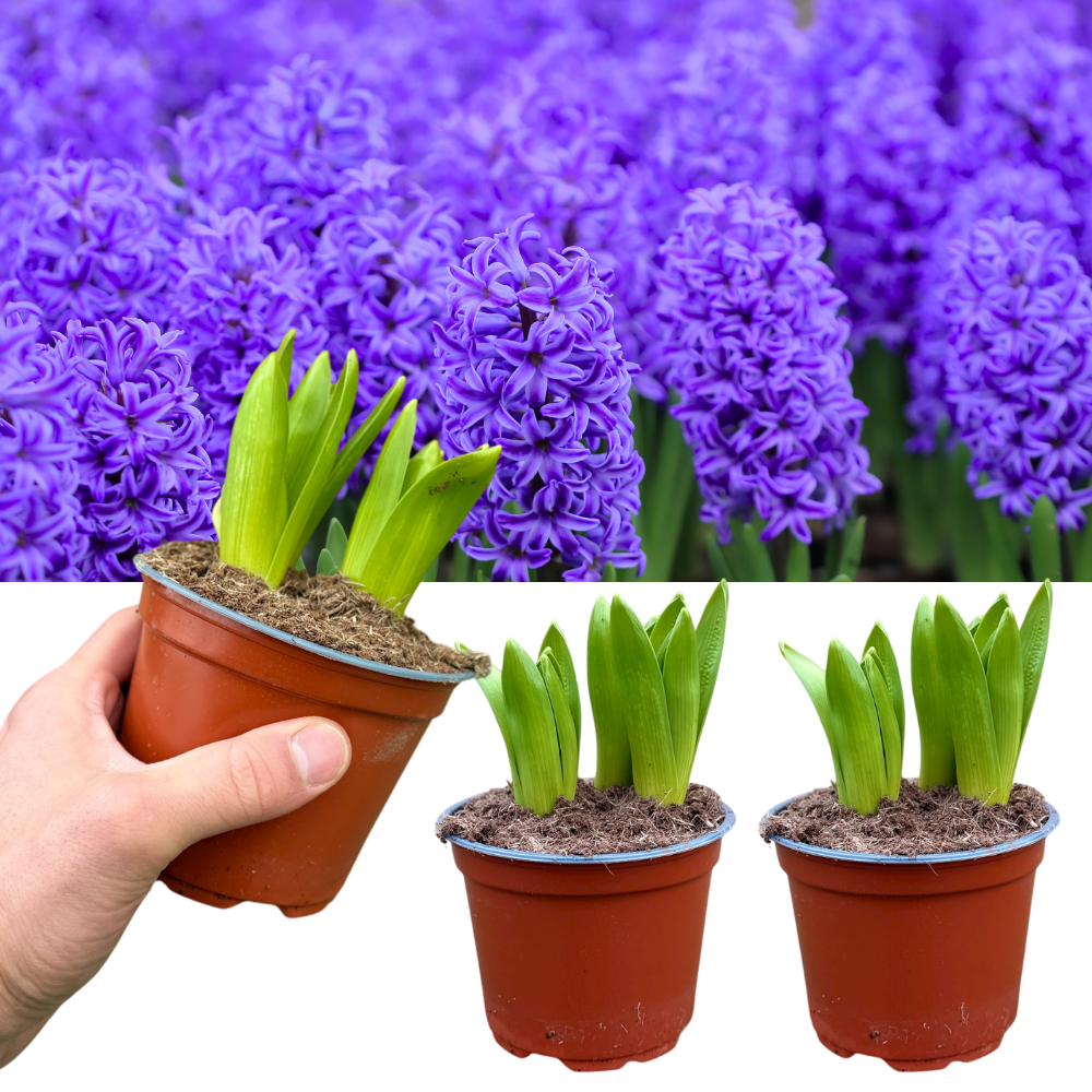 Purple Hyacinth | 3 x 1 Litre Pots (9 Flowering Bulbs)