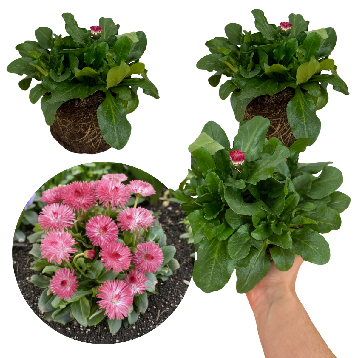 Bellis Habanera Rose | 3 or 6 1L Pots