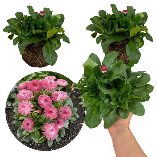 Bellis Habanera Rose | 3 or 6 1L Pots