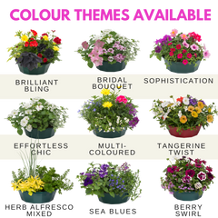 7 Colour Coordinated Plants - Sophistication Theme Speedplanter, Garden Ready