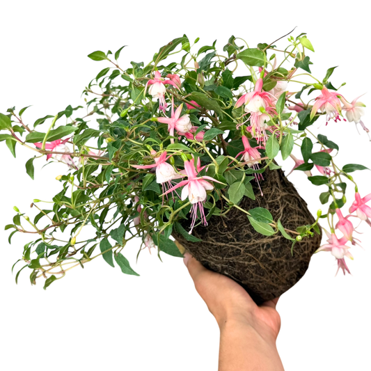 Fuchsia Alice Hoffman | 2L Pot