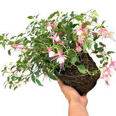 Fuchsia Alice Hoffman | 2L Pot