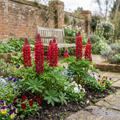 Lupin Legendary Red Hardy Perennial Plants, Summer Flowering, Bee Friendly Lupins, Outdoor Garden Ready, 1 Litre Root-Ball