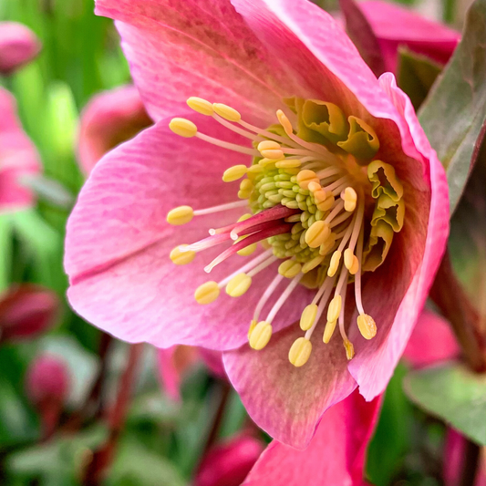Hellebore Frostkiss Penny's Pink | 2L Pot