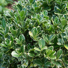 Euonymus Bravo | 2L Pot