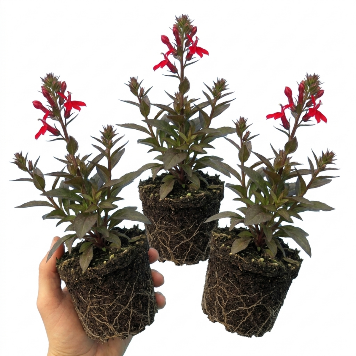 Lobelia Starship Scarlet Upright Hardy Perennial Plants, Summer Bedding, Garden Ready, 1 Litre Root Ball