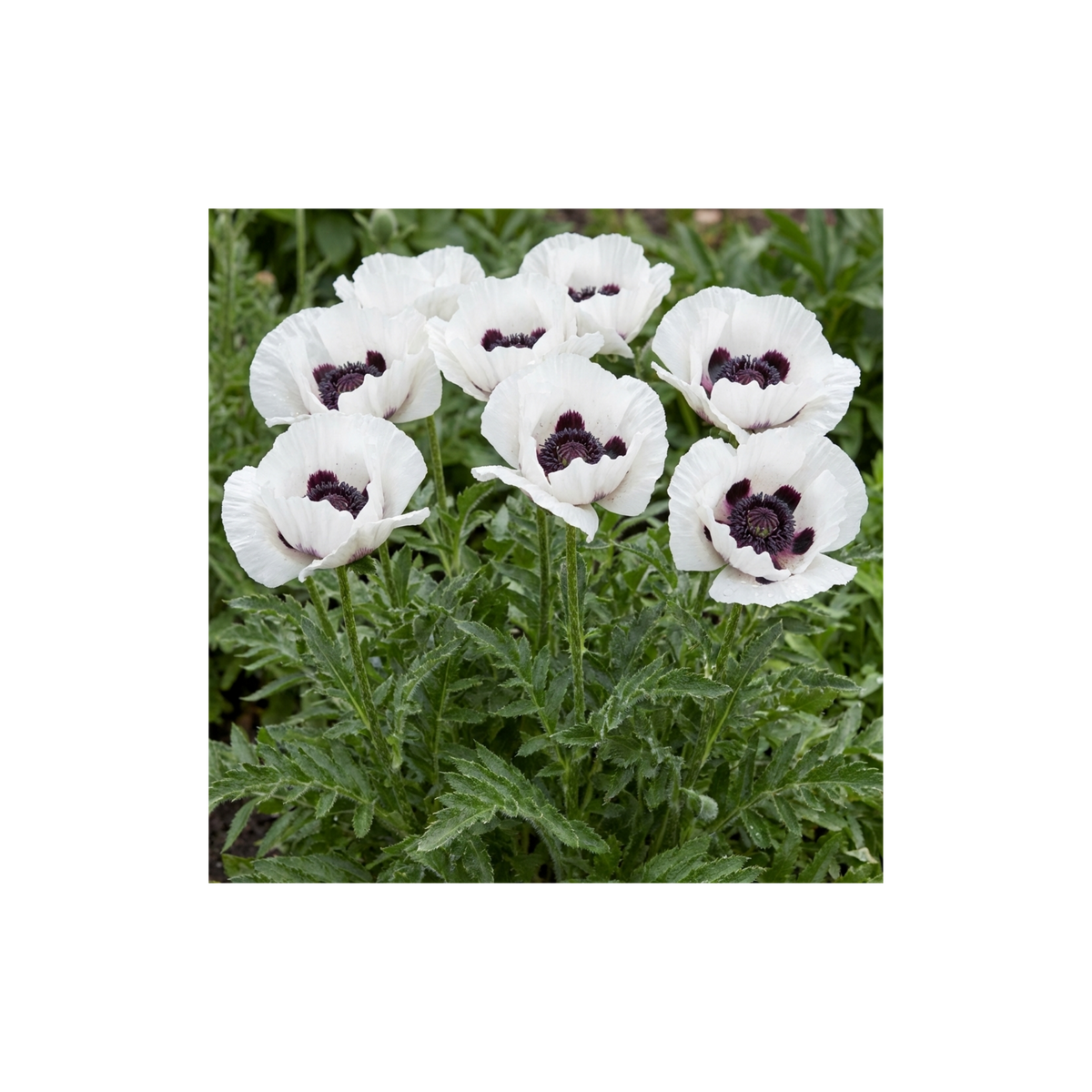 Papaver Orientale Royal Wedding Plants, Hardy White Oriental Poppy Perennial, Litre Root Ball