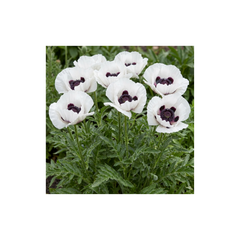 Papaver Orientale Royal Wedding Plants, Hardy White Oriental Poppy Perennial, Litre Root Ball