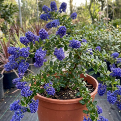 Ceanothus Concha Plant, Hardy Evergreen Blue Flowering Shrub, California Lilac, Litre Root-Ball