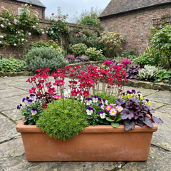 Saxifrage Ice Colours Red Plants, Hardy Alpine Perennial Rockery Ground Cover, Outdoor Garden Ready, 1 Litre Root-Ball